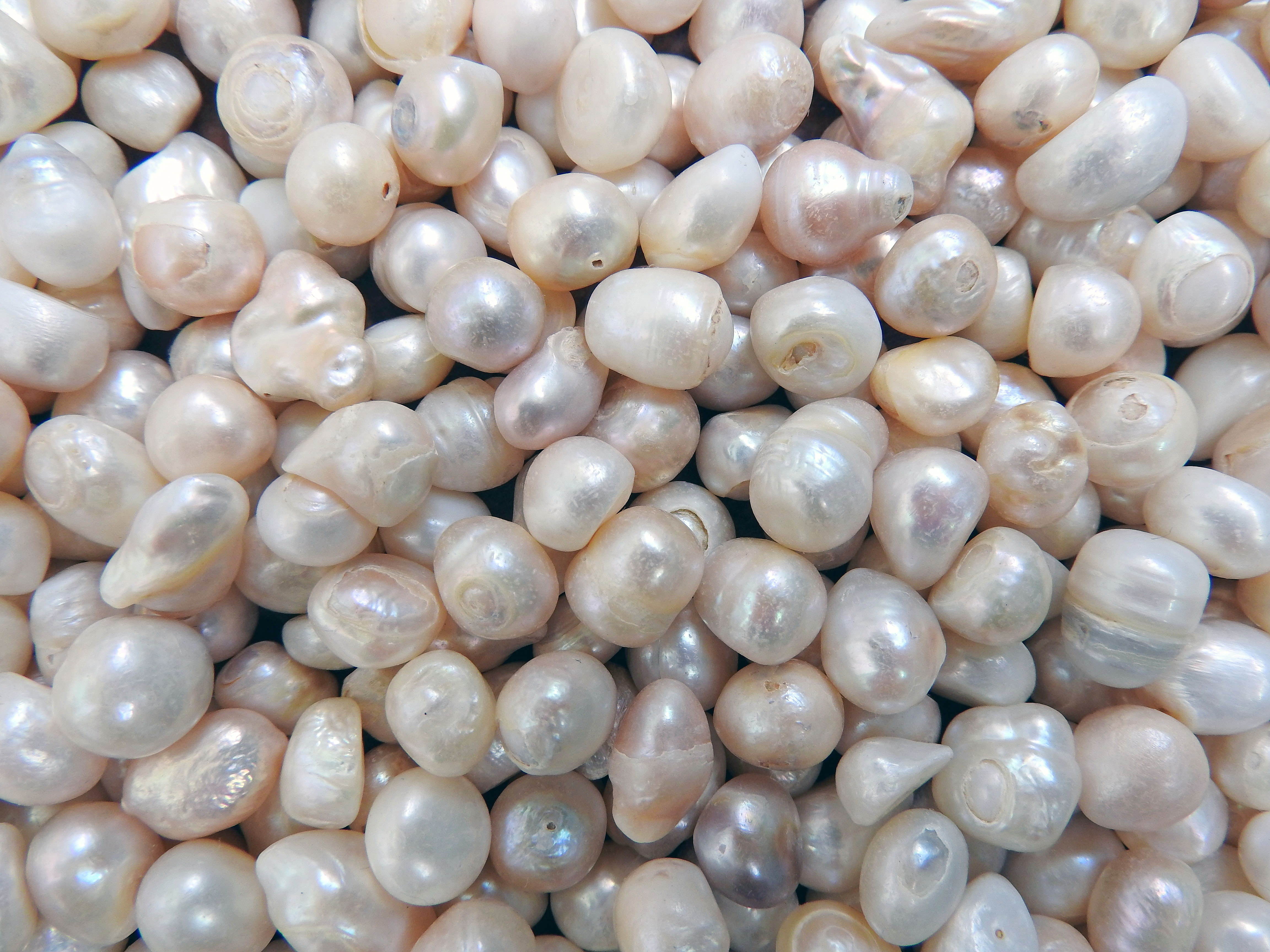 can clams have pearls