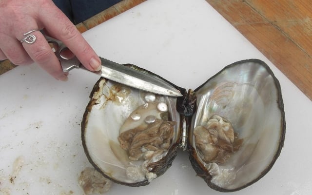 giant oysters with pearls